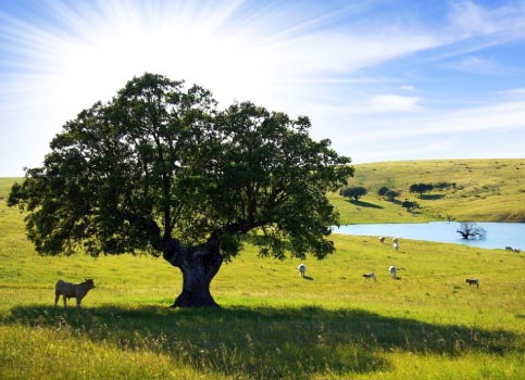 Alimentos ecológicos